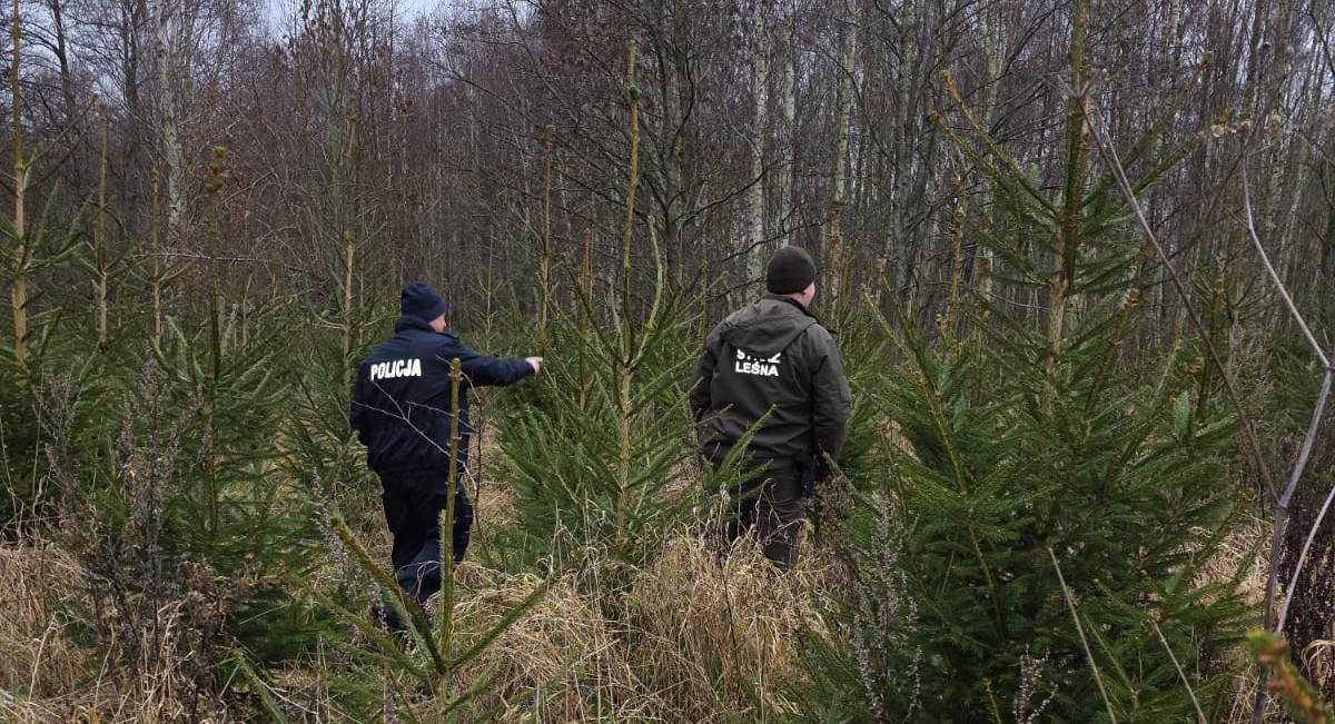 Choinki pod nadzorem