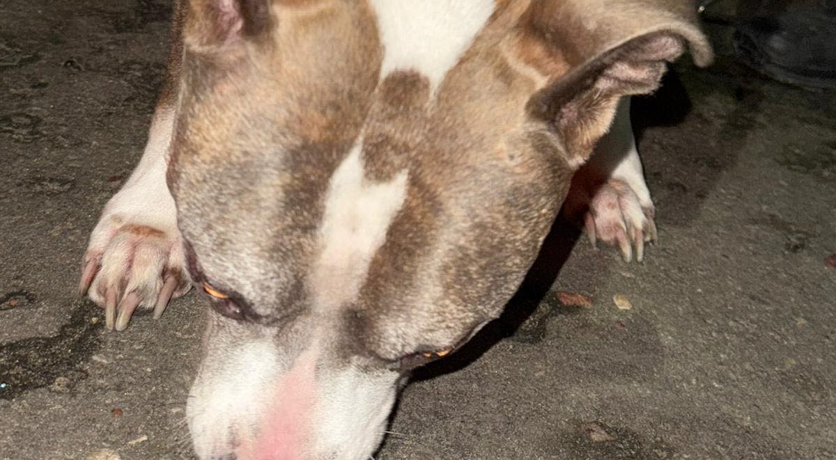 Policjanci interweniowali w sprawie przywiązanego psa