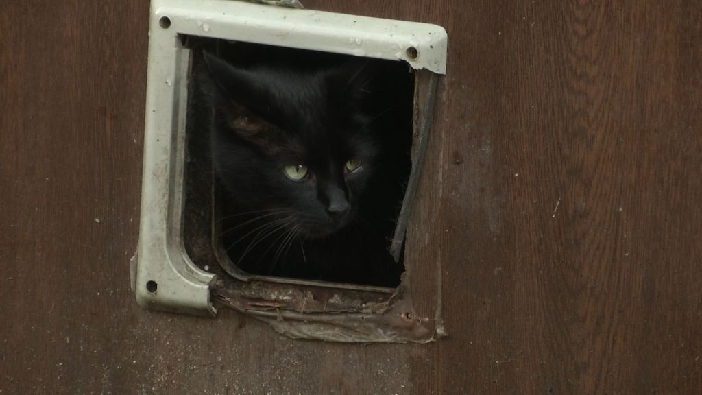 Pomóż schroniakom przetrwać zimę