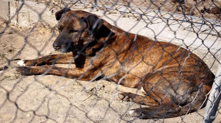 Rusza budowa schroniska dla bezdomnych zwierząt