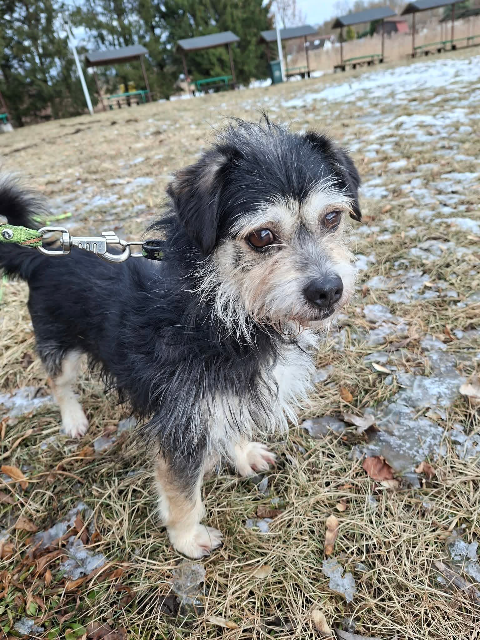 Uczcijmy pamięć dobrym gestem – zbiórka dla zwierząt