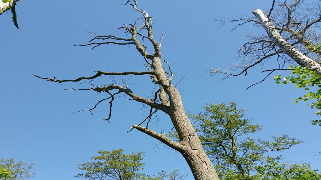 Wycinka drzew w parku Fredry – Ewa Pełechata wyjaśnia